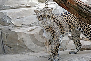 American Jaguar watching