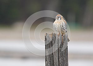 An American Kestral.