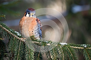 American Kestrel