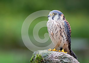 American Kestrel