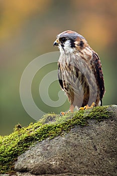 American Kestrel