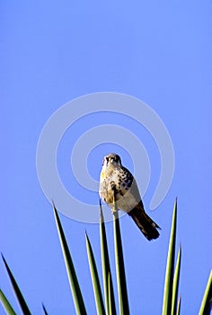 American Kestrel  14704