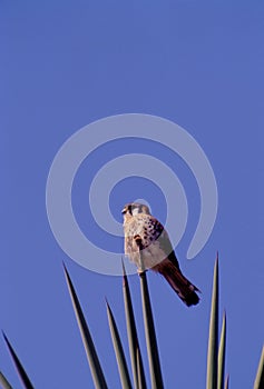 American Kestrel  14707