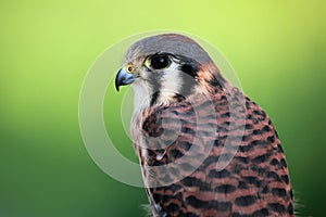 American Kestrel