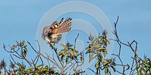 American Kestrel