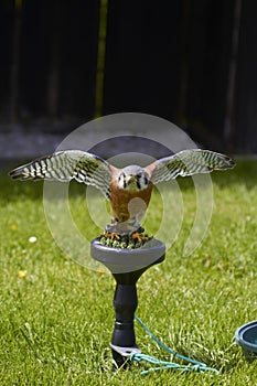 American Kestrel