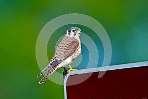 American Kestrel