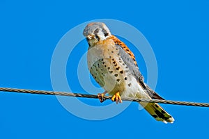 American Kestrel