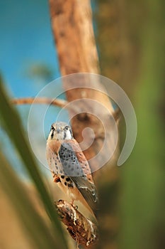 American kestrel