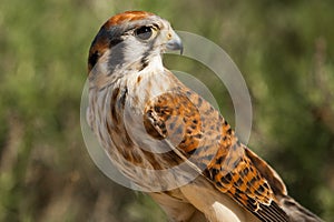 American Kestrel