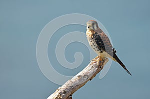 American Kestrel