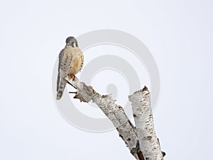 American Kestrel on Birch Branch