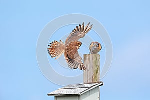 American kestrel bird