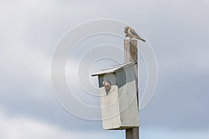 American kestrel bird