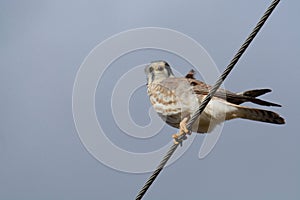 American kestrel bird or falco sparverius