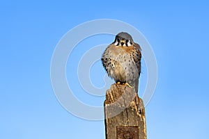 American Kestrel bird of prey against clear blue sky