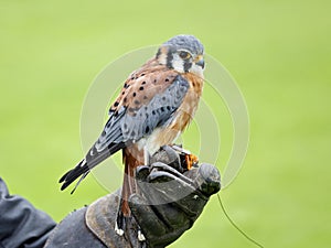 American kestrel at a bird of prey center