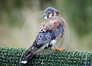 American kestrel at a bird of prey center