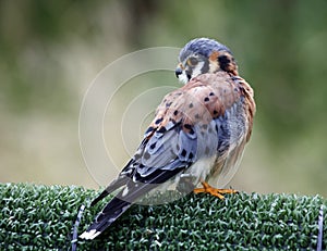 American kestrel at a bird of prey center