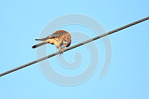 American Kestrel bird on wire