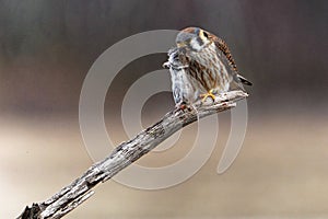 American Kestrel Eating Rat