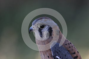 American kestrel Falco sparverius 2