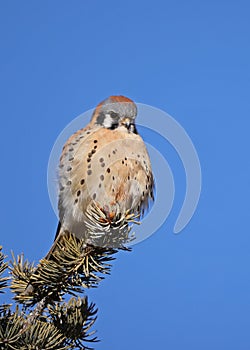 American Kestrel (Falco sparverius)