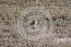 American kestrel (Falco sparverius)