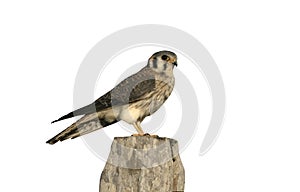 American kestrel, Falco sparverius