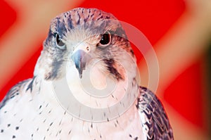 American Kestrel Falco sparverius