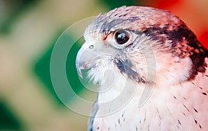 American Kestrel Falco sparverius