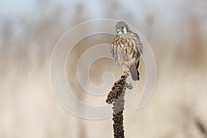 American Kestrel & x28;Falco sparverius& x29;