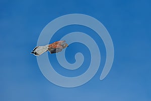 The American kestrel (Falco sparverius) against the blue sky