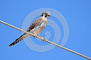 The American kestrel Falco sparverius