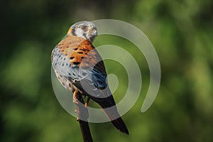 American Kestrel - Bird of Prey