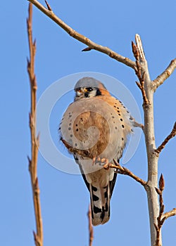 American Kestrel (Falco sparverius)  in Boise  Idaho  perched on tree limb  looking sideways