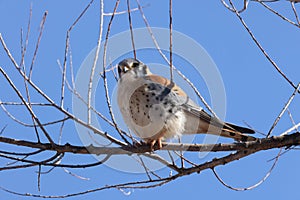 American kestrel (Falco sparverius) Bosque del Apache National Wildlife Refuge, New Mexico,USA