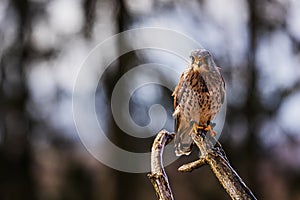 The American kestrel (Falco sparverius) on the branch