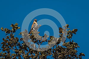 American kestrel Falco sparverius, on the branches of a tree.
