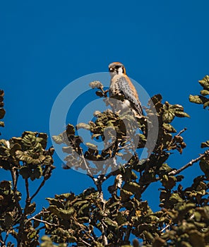 American kestrel Falco sparverius, on the branches of a tree.