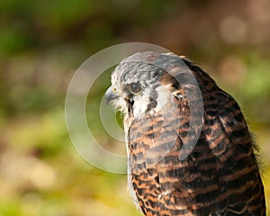 American Kestrel, Falco Sparverius, closeup with blurred natural background
