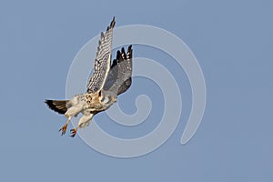 American Kestrel (Falco sparverius) in flight