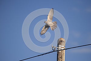 American kestrel (Falco sparverius) flying in blue sky