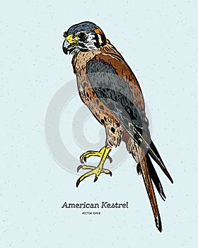 The American kestrel Falco sparverius, hand draw sketch vector