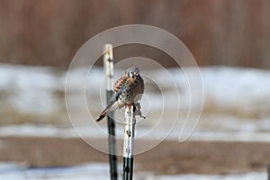 American Kestrel (Falco sparverius) with a mouse New Mexico USA