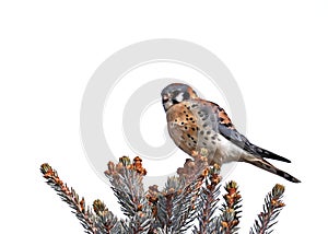 American Kestrel Falco sparverius perched alone at top of conifer tree, against grey sky