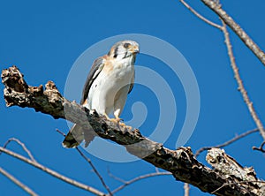 American kestrel (Falco sparverius) perched on a branch against a blue clear sky
