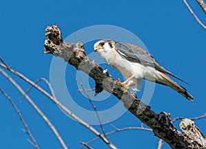 American kestrel (Falco sparverius) perched on a branch against a blue clear sky