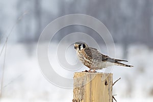 A American kestrel Falco sparverius perched on a post in winter in Canada