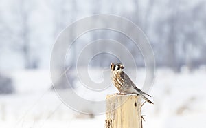 An American kestrel Falco sparverius perched on a post in winter in Canada